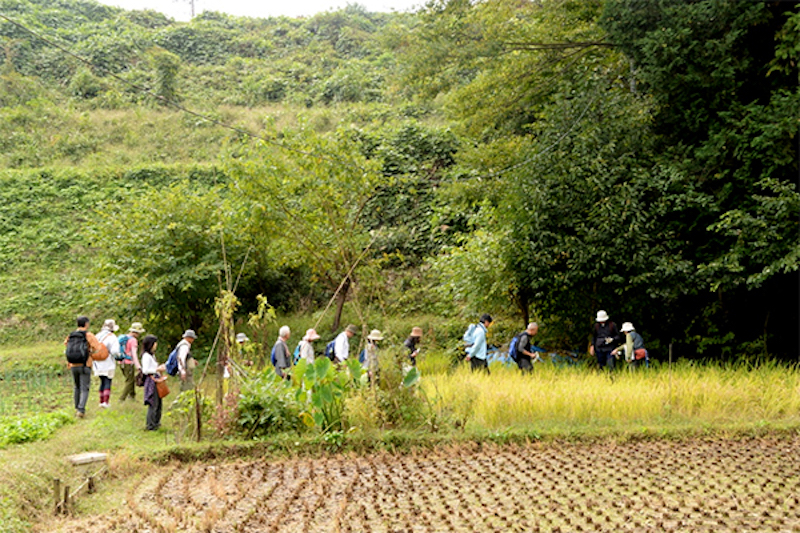 谷戸の3大要素、雑木林、田んぼ、小川を確認しながら歩く参加者たち。最近は特に田んぼがどんどん減ってしまっているというが、この日の谷戸では、黄金色に実った稲をたくさん見ることができた