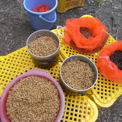 稲の種。手前がうるち米（栄光という品種です）、奥が赤米と黒米。木村さんがつくり続けてきた米を発芽させて種にしました
