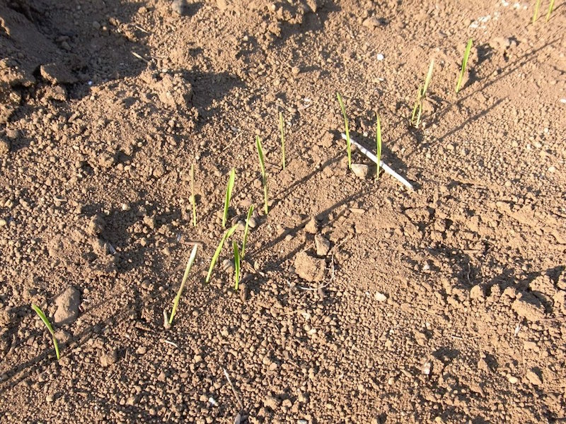 緑肥に植えられた小麦