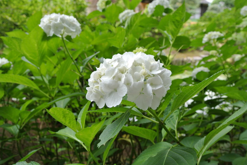白い花の品種は、アントシアニン色素が無いので花の色は変化しない