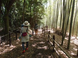 美しい竹林。都筑区はもともと竹林が多かったそう。公園愛護会の方々に大切に保護されている