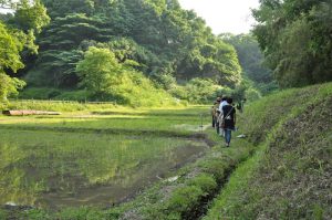 参加者みんなでどんぐり農園を目指して歩きます。西日に傾き始めた陽の光が美しい。左手奥がどんぐり農園