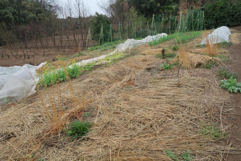 「自然栽培とは土に何も入れない無肥料、無農薬栽培のことです」と角田さん