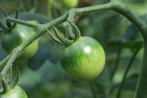 「ミニトマトは植え付けた最初に水やりした後、一切水をやりません。だからトマトは産毛を出し、空気中にも水分を求める。この産毛こそおいしさの証」と勝太さん。