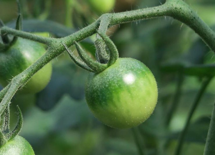 「ミニトマトは植え付けた最初に水やりした後、一切水をやりません。だからトマトは産毛を出し、空気中にも水分を求める。この産毛こそおいしさの証」と勝太さん。