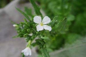 大根にもこんな可憐な花が咲く。種をまき、野菜を収穫し、来年のために花を咲かせ種を採る。自然栽培は植物の一生を通して見られることも角田さんの楽しみの一つ