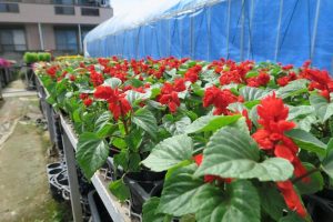 家族が栽培する花の苗。奥に映る青いものはキクラゲを栽培するハウス
