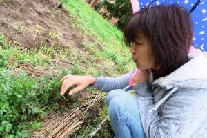 コリアンダーを摘む角田さん。強い芳香を放つコリアンダーをいただく。「春巻きにします」（私）「コリアンダーの種まきは秋まきがいいのよ」（角田さん）「あ、生春巻きの意味でした」（私）……かみ合わない会話に二人で笑う