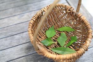 お庭で摘んだアジサイやサツキなどの葉。形や色、表裏や感触がこんなに違うものなのかと気づく
