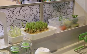 豆苗はまず一本伸びてから全体が伸びるんです。不思議！