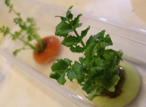 大根は料理もいいけど白い可愛い花も見てみたい……。