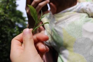 一芽双葉が茶摘みの目印。お茶の新芽はやわらかく、甘そうな印象だが、そのまま食べると……苦い