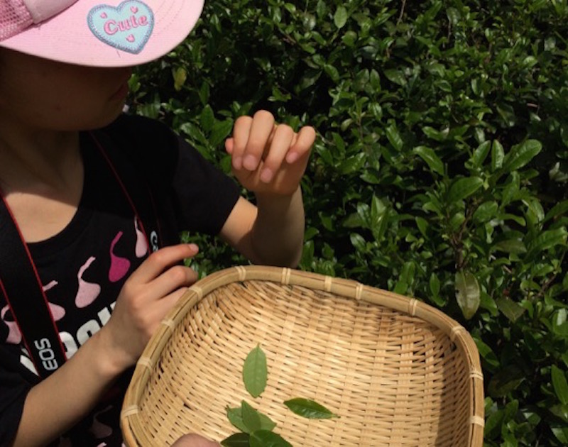 今では小学2年生の長女は、0歳の時から茶摘みに参加している。茶を摘む手はこなれたものだ