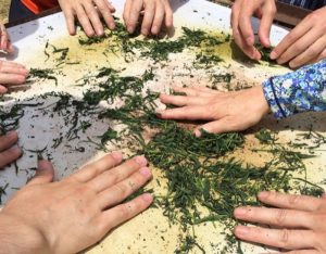 茶葉はせいろで一気に蒸しあげ、和紙を敷いた鉄板のうえで、素手で撚る。結構熱いが、意外と慣れるもので、最後の方には子どもも楽しんでいる