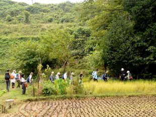 谷戸の3大要素、雑木林、田んぼ、小川を確認しながら歩く参加者たち。最近は特に田んぼがどんどん減ってしまっているというが、この日の谷戸では、黄金色に実った稲をたくさん見ることができた