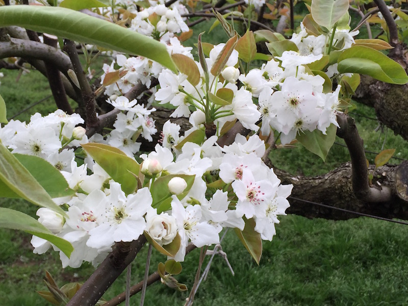 春に花を咲かせる梨の花。可憐な花を愛でるのもまた梨農園の楽しみ