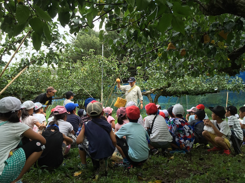 子どもたちは季節ごとに農園を訪れ、梨の成長を観察する